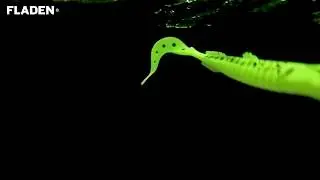 Giant Goby - Shad and Single tail