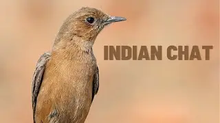 Brown rock chat Bird - Indian chat Bird