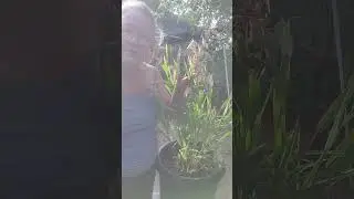 all about Inland Sea Oats