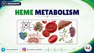 Heme Metabolism 🧬🩸 | Synthesis, Degradation & Porphyrias | MBBS Biochemistry
