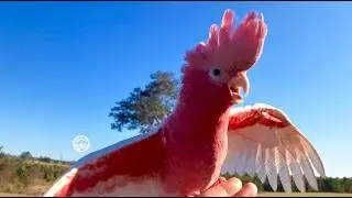 Cockatoos & Macaw Play 1_2