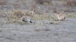 Shorelark
