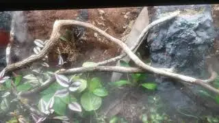 Phelsuma Klemerri (Neon Day Gecko) Enclosure