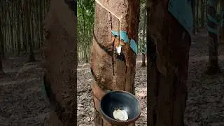 Harvest rubber tree How Natural Rubber Latex isExtracted From Millions of Hevea tree #rubber