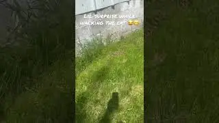 Big Fox Snake Surprise while walking the cat! #FoxSnake #Snake #Kitty #Surprise #Wisconsin #Funny