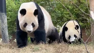 お母さんを追っかけるシャオくんレイちゃんがかわいい【未公開編】【上野動物園】