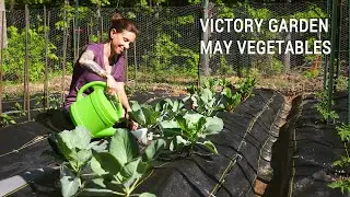 Appalachian Victory Garden: May Vegetables in Zone 7