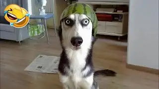 You Laugh You Lose 😂 Funniest Cats and Dogs 2026🐕😼 Part 10