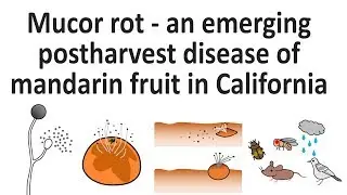#002 Mucor rot - an emerging postharvest disease of mandarin fruit in California
