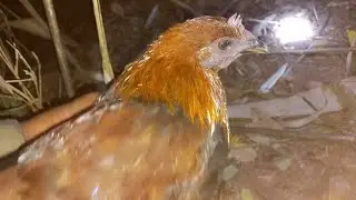 Cuab lhua taws mhag qaib qu