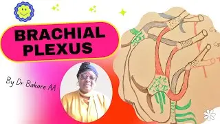 Brachial Plexus