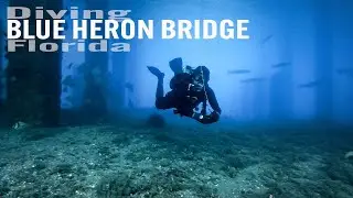 Лучшее место для дайвинга с берега во Флориде &mdash; погружение у моста &laquo;Голубая цапля&raquo;.