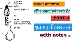 शुक्राणु की संरचना।sukranu ki sanrachna।UP board class 10। 