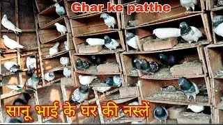 सानू भाई के कबूतर highgflyar pigeon Tournament bale #youtube #viral #trending 