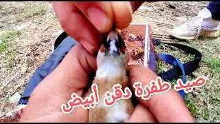 أحسن صيد طائر الحسون المهاجر في شمال المغرب وصيد طفرة دقن أبيض😱😱😱😱😱😱💯💯💯💯💪💪💪🦜🦜
