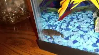 Metamorphosis 90% Complete for Bullfrog Tadpole