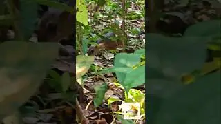 Blink and you'll miss it! Meet the Lesser Mouse-Deer! #mousedeer #youtubeshorts #shorts