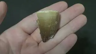 Safari Sam: Large Mosasaur Tooth in Matrix