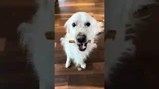 🚫 Why You Should Stop Giving Your Dog Rawhide 🦴✨