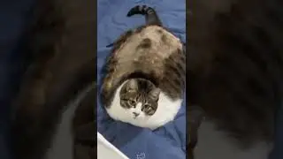 #cute cat #Kitty #funny #cat  #pet  #catcat  #catshorts #funnycats #catvideos