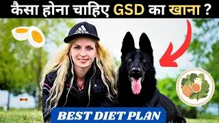 Healthy Diet Chart For GERMAN SHEPHERD Dog | Puppy to Adult Food For GSD (HINDI)