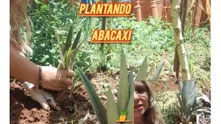 PLANTANDO ABACAXI 🍍 