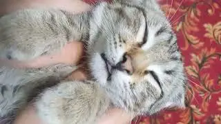 home animals 😅#home animals and Wild animals #funny animals #