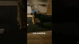 😼🐶 When Cats Get Jealous of Dogs! 🐾 #funnyvideo  #funnypets #cute #shortvideo #entertaininganimals