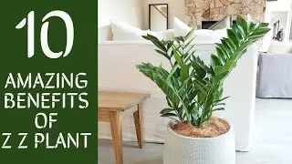 Top 10 Amazing Benefits Of  Z Z  Plant | Indoor Plants
