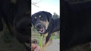 Roxxy Eating Peas #dogs #doggielife #doggiesdoggyfunnyadorable #funny #funnyvideo #doglove