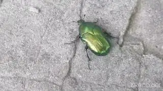 A huge gold-green beetle. Cetonia aurata/ Огромный золотисто-зеленый жук. Золотистая бронзовка