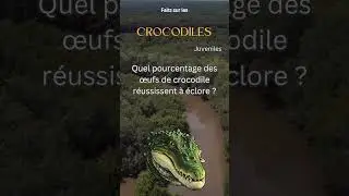 Fait sur le Crocodile 46 - Quel pourcentage des &oelig;ufs de crocodile r&eacute;ussissent &agrave; &eacute;clore?