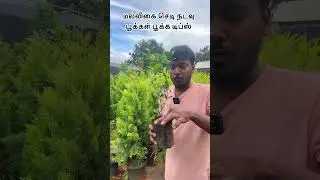 Jasmin plant tips 🪴