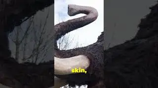 Woolly Mammoths: Giants of the Ice Age Steppe