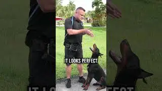Why Is This Doberman&rsquo;s Ear So Floppy?
