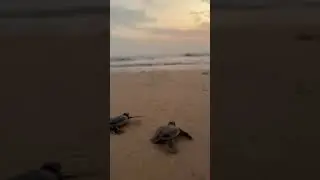 Шри-Ланка. Ферма черепах. Kosgoda Sea Turtle Conservation Project