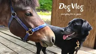 【犬Vlog】馬と仲良くなれるまであと一歩の犬。