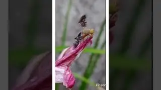 #Black winged fruit fly#fly