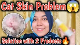 Cat Skin Allergies Treatment At Home With 2 Products😱Cat Skin Diseases & Treatment😱Cat Skin Problems
