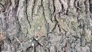 English Oak (Quercus robur) - bark close up - March 2018