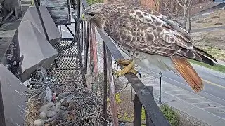 Arthur Perches On Railing, Watches Over Sleeping Nestlings At Cornell Hawks Nest &ndash; April 30, 2024