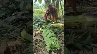 banana tree put down the cutting banana #