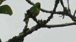 Choco-endemic, Yellow-collared Chlorophonia, Chlorophonia flavirostris, Reserva Las Tangaras