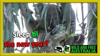 RELAX in the forest red gum trees with Valentine koala as he sleeps for hours