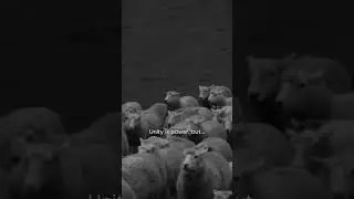 Unity is strength but strategy and power are essential #UnityVsStrength #PowerInNumbers #LionVsSheep