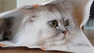 Who Will Go Inside The Bag First - Smoothie Or Milkshake?