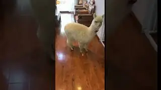 Cute Alpaca 9