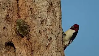 redheaded pecking