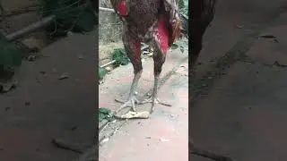 beautiful fighting cock