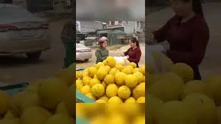 Eps004 Harvested 100+ Grapefruit, Use 3-Wheel Truck to Transport Grapefruit To Rural Market Sell #d